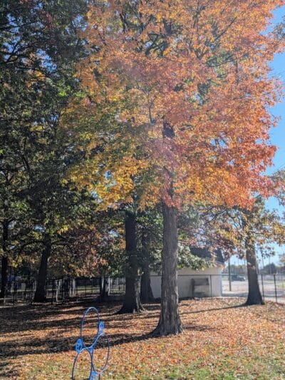 Lion's Park - Southgate,