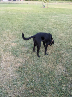 Sparta Buth Field Dog Park