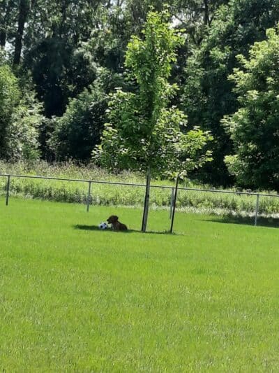Sparta Buth Field Dog Park - Sparta, MI