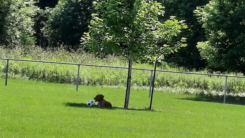 Sparta Buth Field Dog Park - Sparta, MI