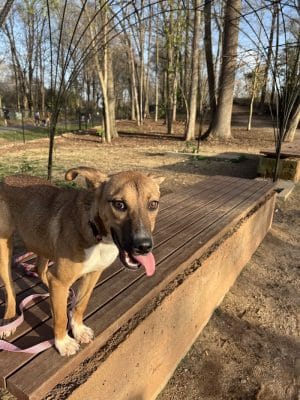 Rail Trail Dog Park
