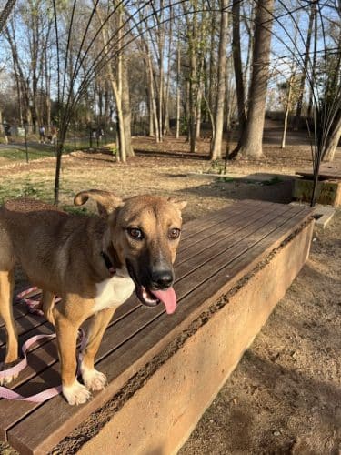 Rail Trail Dog Park