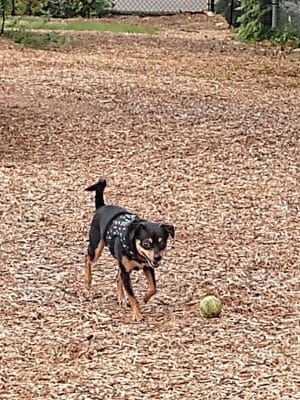 Rail Trail Dog Park