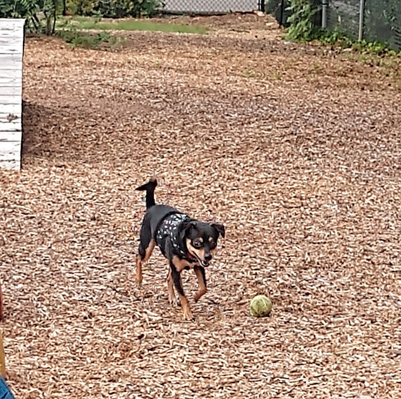Rail Trail Dog Park - Spartanburg, SC