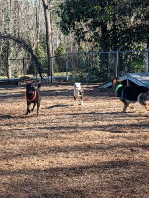 Rail Trail Dog Park
