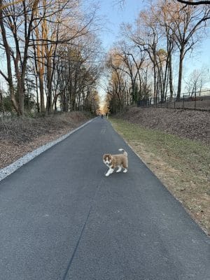 Rail Trail Dog Park