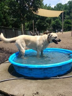 Rail Trail Dog Park