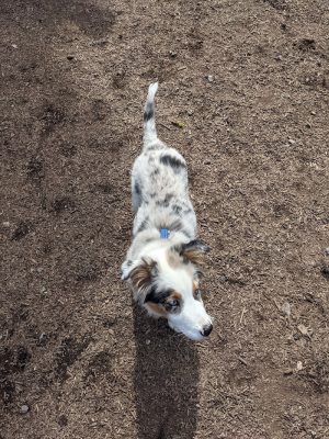 Rail Trail Dog Park