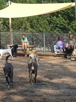 Rail Trail Dog Park