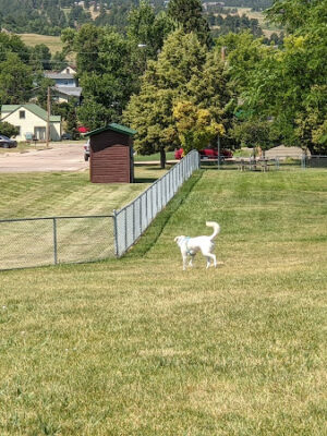 Dog park