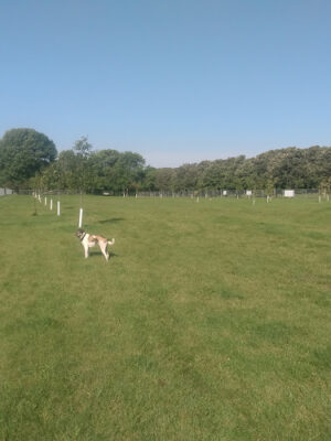 Dewolf Dog Park