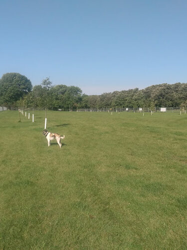 Dewolf Dog Park