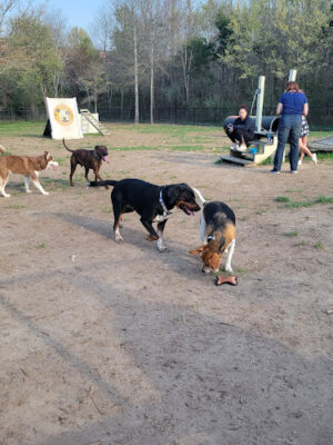Spotsy Dog Park Inc.