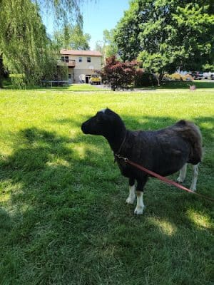Brown Street Neighborhood Park