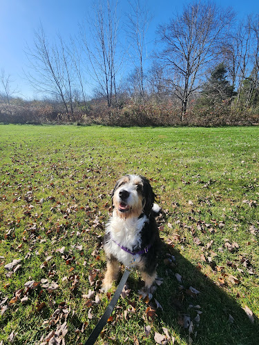 Jurassic Bark