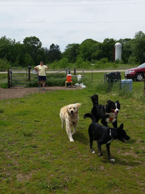 Spring Green Dog Park