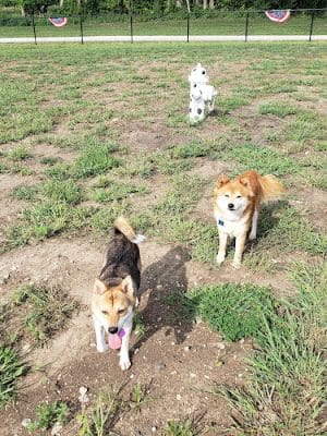 Melvin Murry Dog Park - Spring Hill, KS