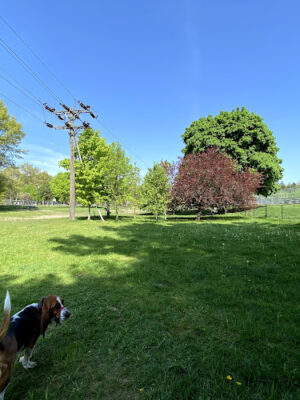 Marv's Bark Park - Dog Park
