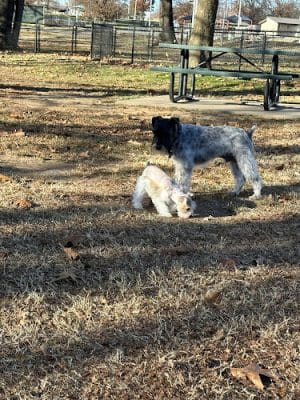 Springdale Dog Park - Springdale, AR