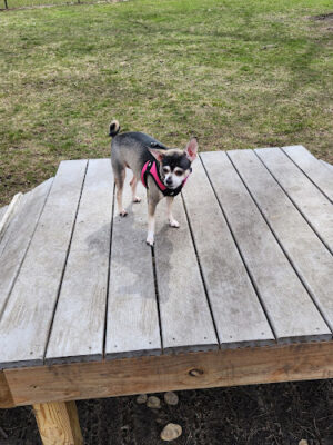 Springfield Dog Park