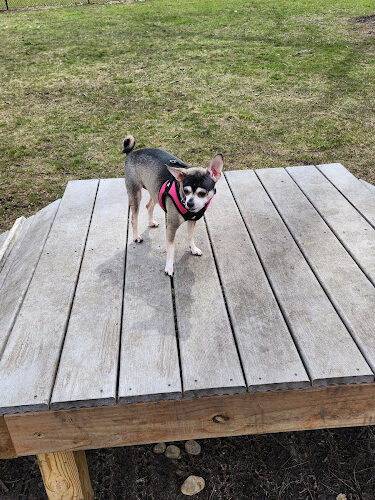 Springfield Dog Park
