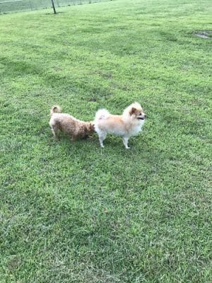 Springfield off-leash Dog Park