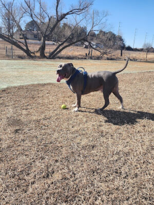 Bark Park Omaha - Private Dog Park