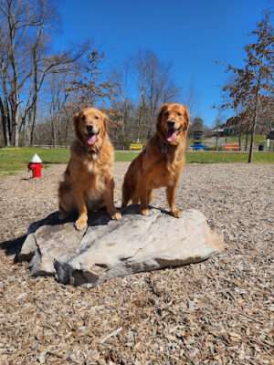 Central Bark Dog Park