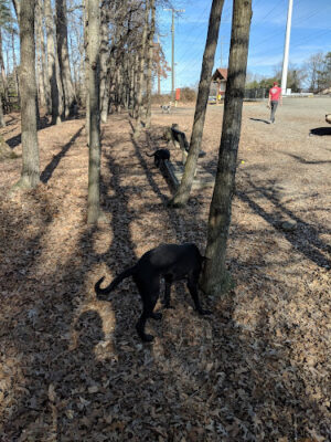 South Run Rec. Center Dog Park