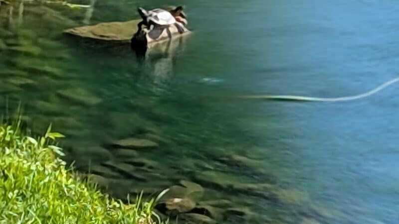 Cox Lake Park - Springville, IA