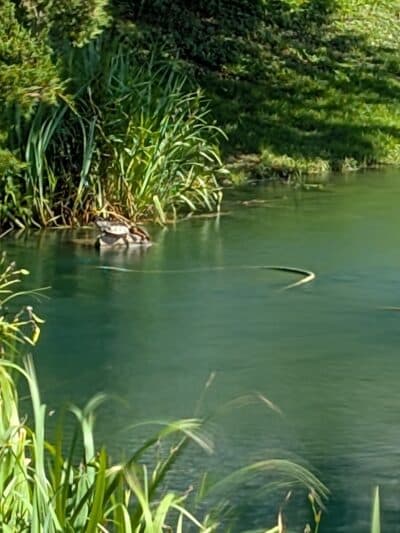 Cox Lake Park - Springville, IA