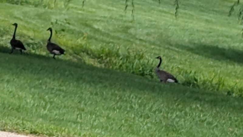 Cox Lake Park - Springville, IA