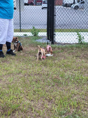 Dog Park at Love's Travel Stops