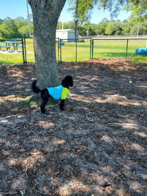 Joe Pomar Park