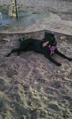 Shae Burchfield Memorial Paw Park