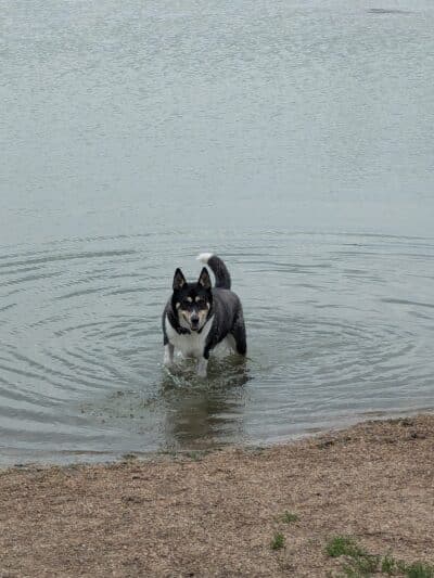 East Side Sports Complex Dog Park - St. Charles, IL