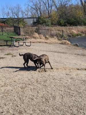 East Side Sports Complex Dog Park