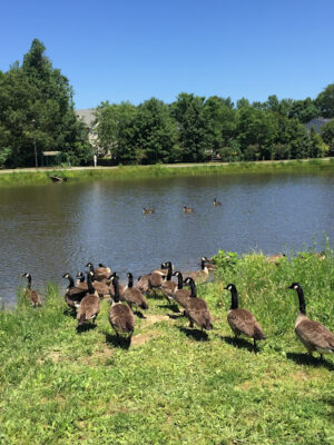 Dorchester Lake Park