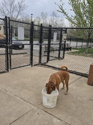 DuSable Dog Park