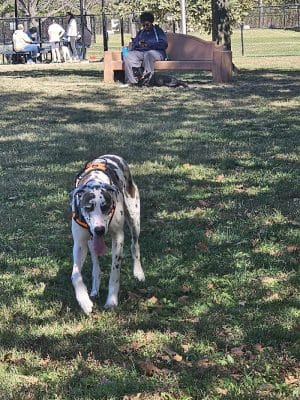 DuSable Dog Park