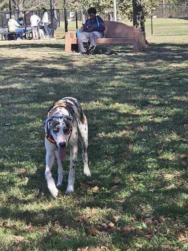 DuSable Dog Park