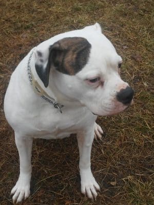 DuSable Dog Park