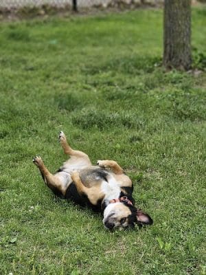 DuSable Dog Park