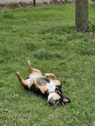 DuSable Dog Park