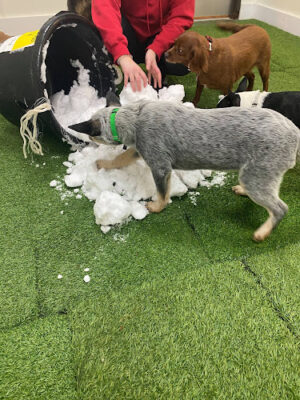 Camp Bow Wow Lil' Campers St. Clair Shores