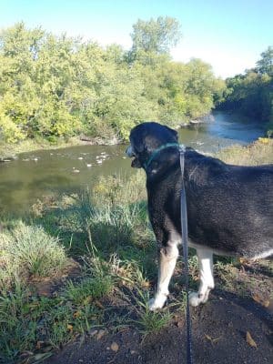 Friends of Whitney Dog Park