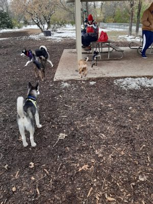 Friends of Whitney Dog Park
