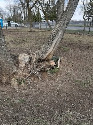 Friends of Whitney Dog Park