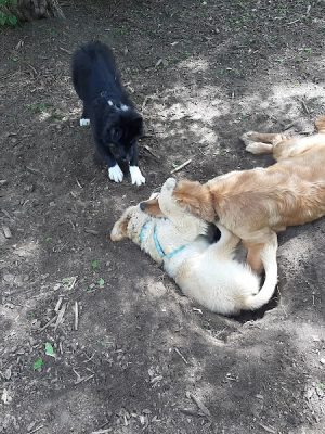 Friends of Whitney Dog Park