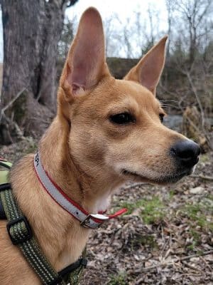 Friends of Whitney Dog Park